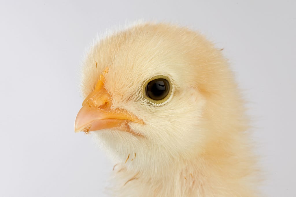 A baby chicken with a “you’ve got to be kidding me” expression