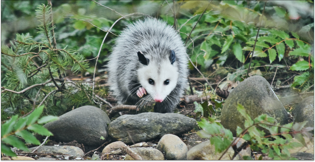 An opossum or a possum (who can tell) rumaging through the grass