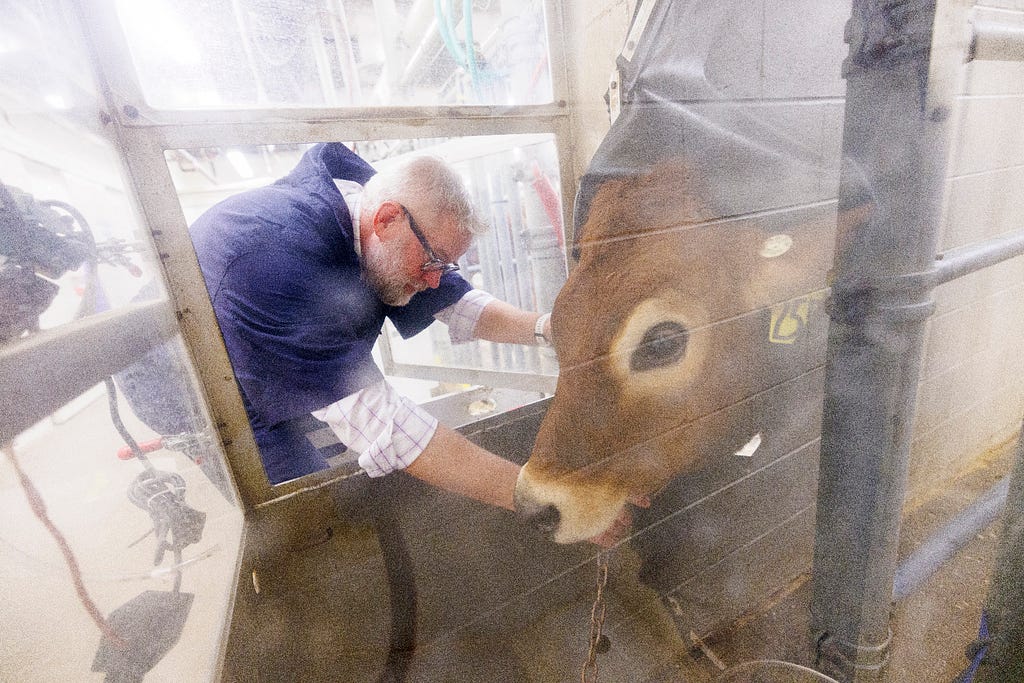 Paul Kononoff, professor of animal science, hooks up Lila, a 10-month-old jersey cow, in a portable booth, where her breath will be measured and sampled to determine the amount of methane produced by the animal.