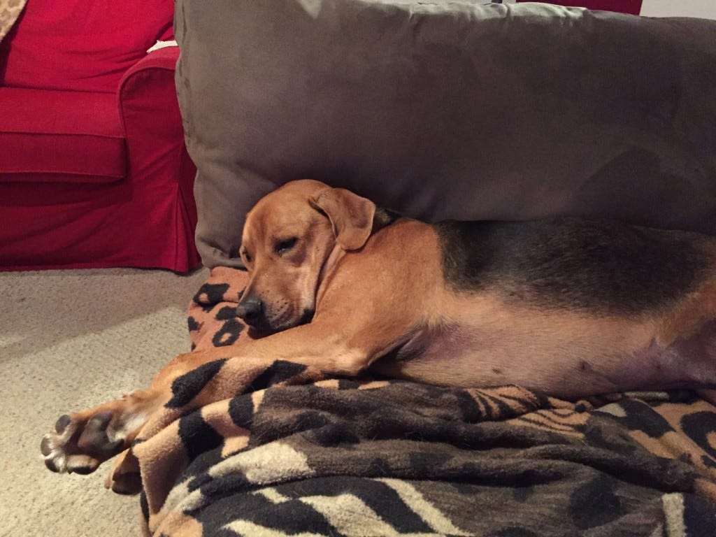 Dog sleeping on the floor, against a couch