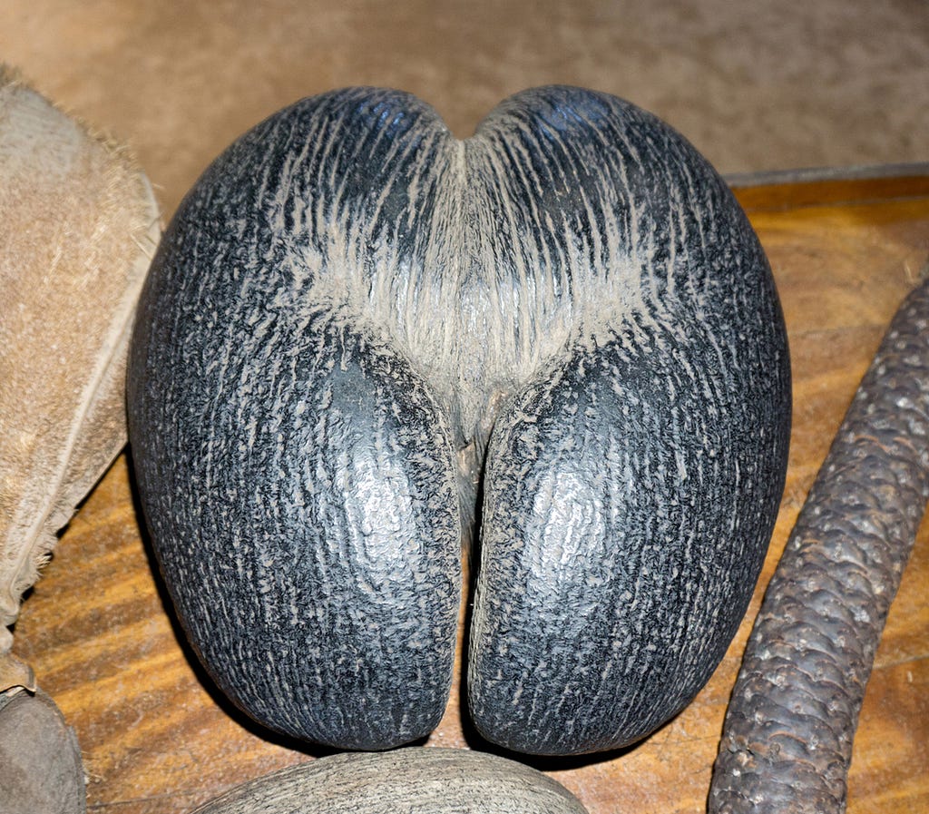 double-lobed nut of coco-de-mer palms. © April Orcutt