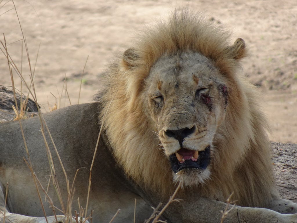 Headshot of a male lion, eyes closed and mouth open, and with some wounds to the face, lying on a sandy river bank.