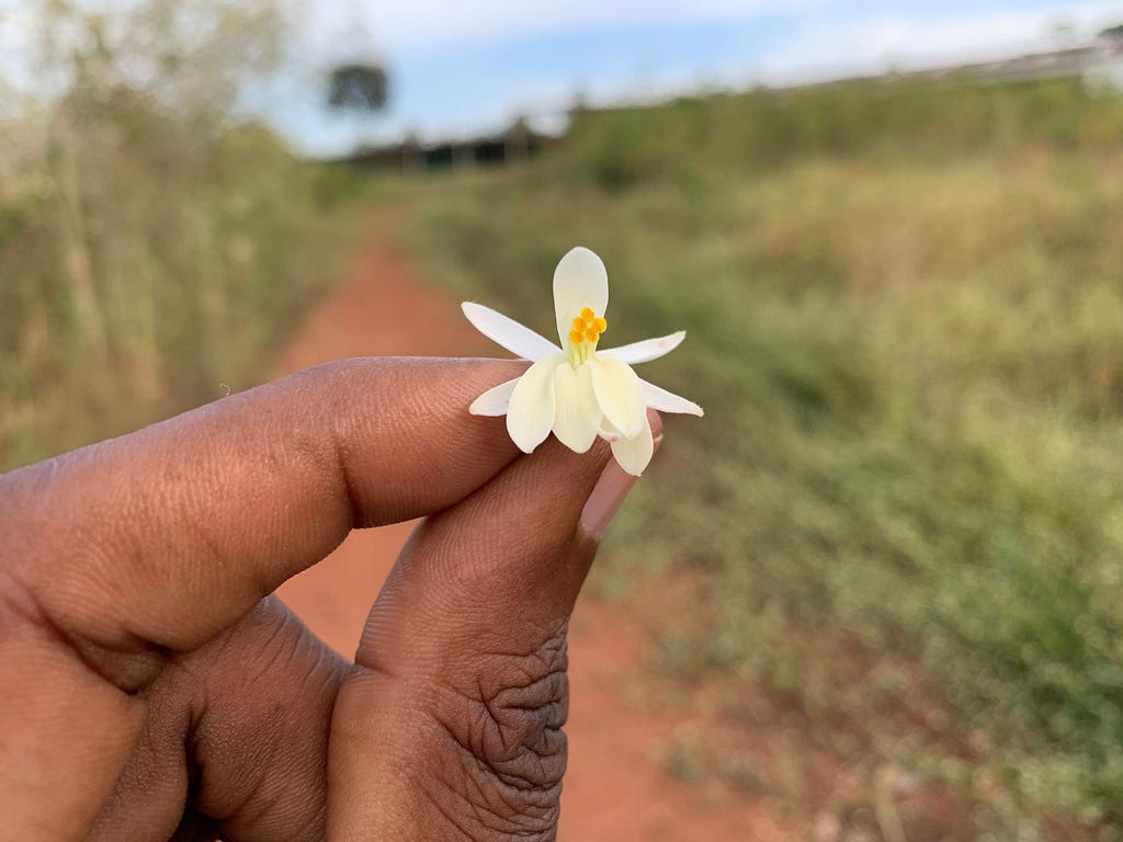 The inspiration for the brand identity. The source of the oil, the beautiful and expressive Moringa oleifera flower.