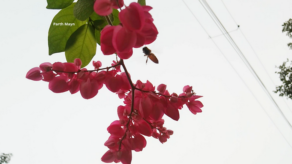 Coral Vine (Mexican Creeper)