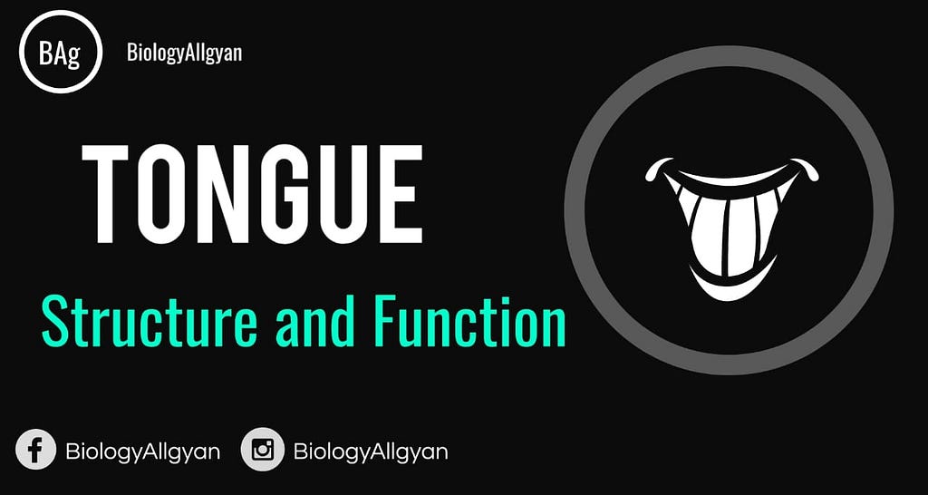 Tongue | Structure and Function