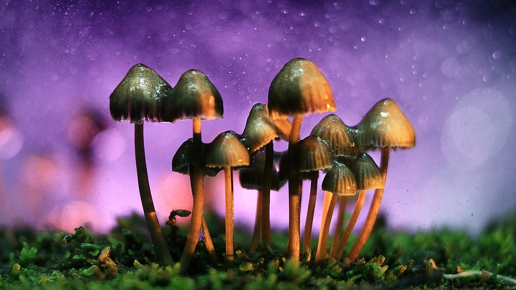 Psychedelic mushrooms for sale online