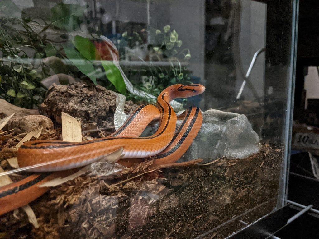 A very slender orange snake with two long, parallel black stripes running the length of her body is coiled against the front glass wall of her enclosure with her head raised and looking to the right. Part of her body rests on a grey imitation stone water bowl. She sits atop dirt and dried bamboo leaves; behind her are visible some artificial plants and wooden decor. Her recently shed skin, translucent white, is wound around the decor behind and under her.