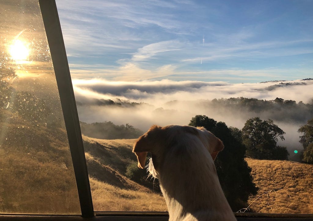 Looking out on a sunny and foggy Northern California valley in the morning from an open car window, with a dog’s head front and center also taking in the view