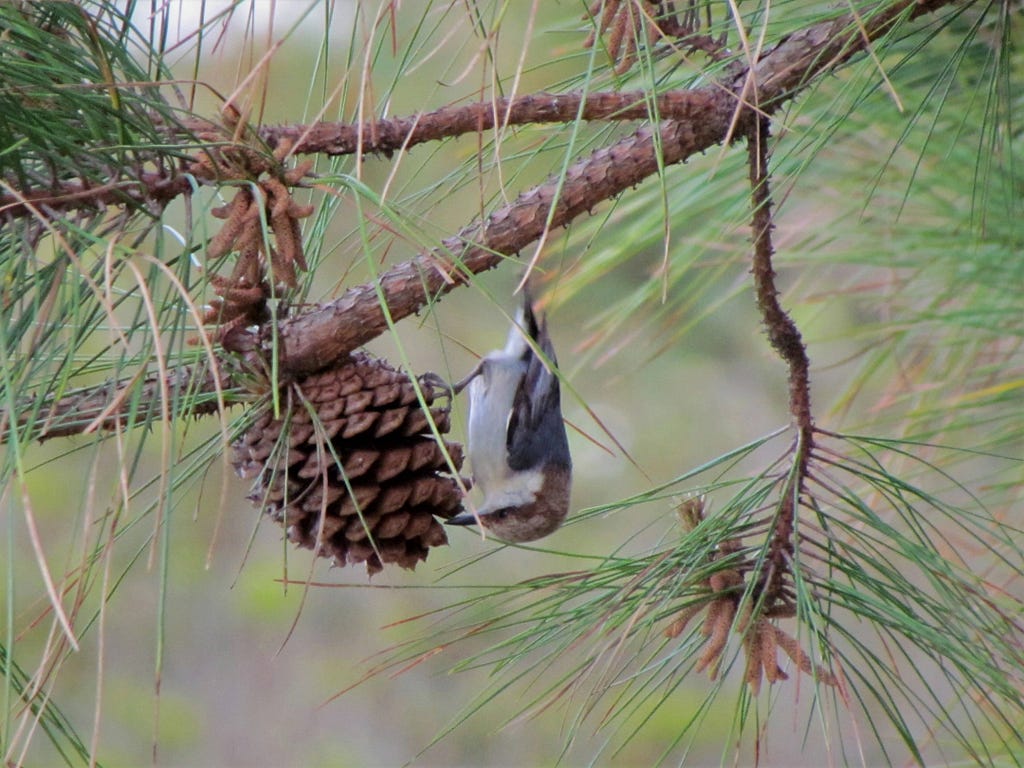 Brown-headed Nuthatch feeding on seeds from Loblolly pinecones. Photo Credit: Chelsi Burns, USFWS.