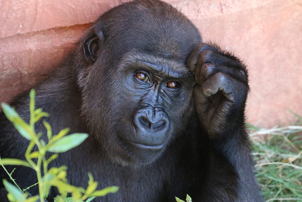 A portrait of an ape thinking