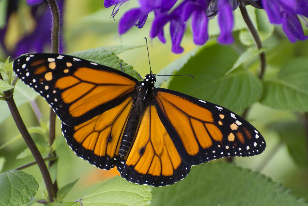 A photo of a Monarch butterfly. Photo credit: Adobe Stock Images.