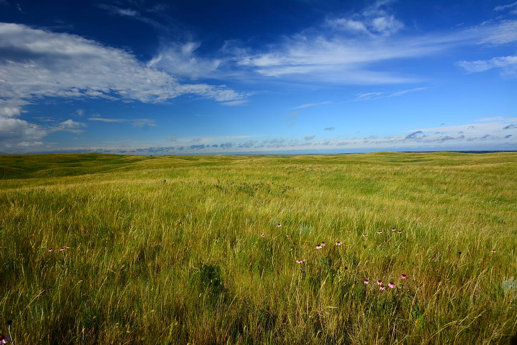 Alt text: a vast field of healthy grassland under a blue sky. Wildflowers are visible in the foreground