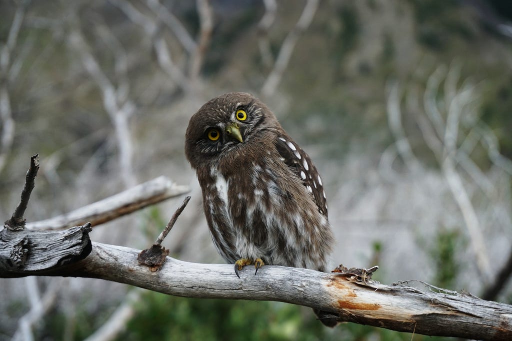 A confused owl