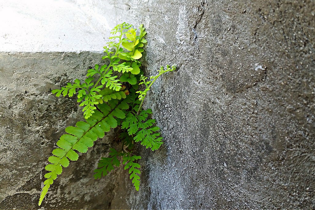 A green fern growing in a crack of a concrete step