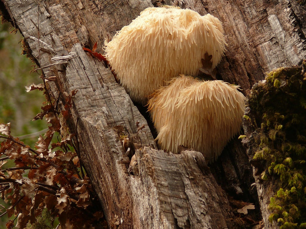 two lion’s mane mushrooms on a tree
