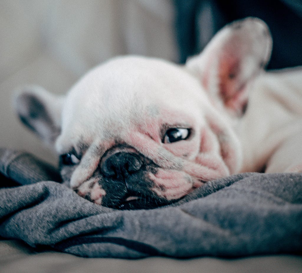 Photo sad lazy bulldog