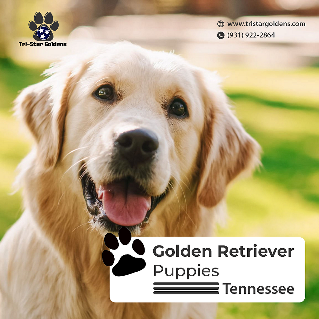 Golden Retriever Puppies Tennessee