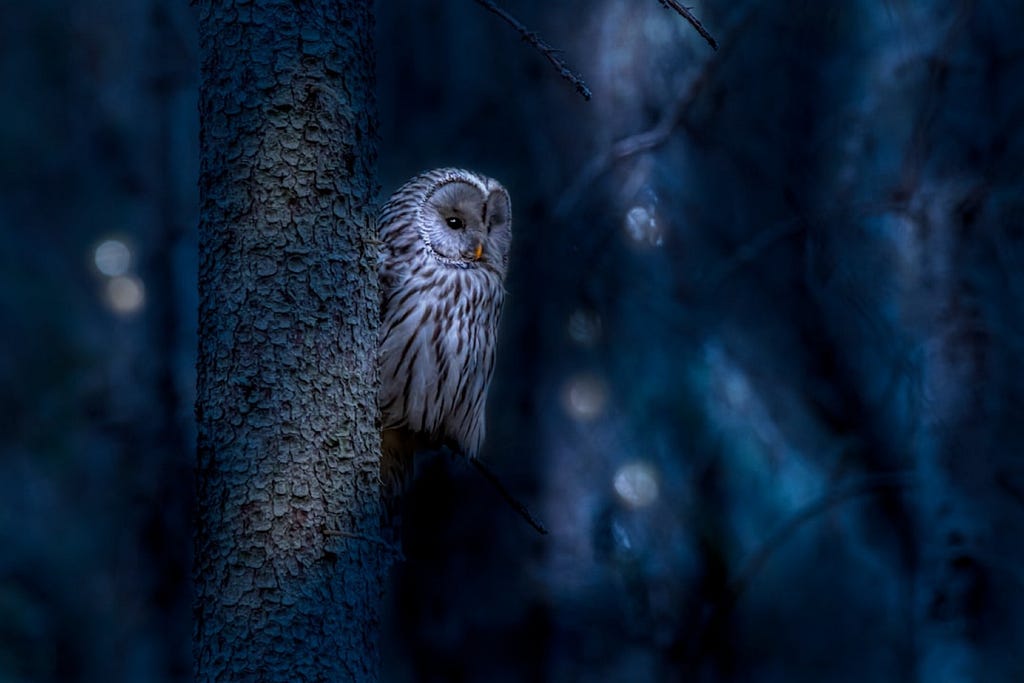 an owl peaking between tree branches at night