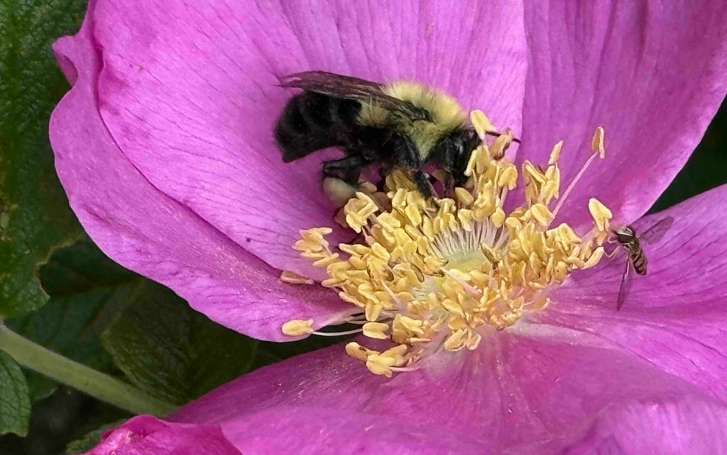Close-up of a purple flower with yellow stamens hosting a bumblebee and a smaller insect — possibly a hoverfly — collecting nectar, highlighting active pollination.