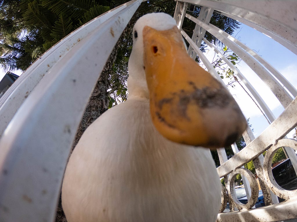 fisheye lens photo of a duck staring down