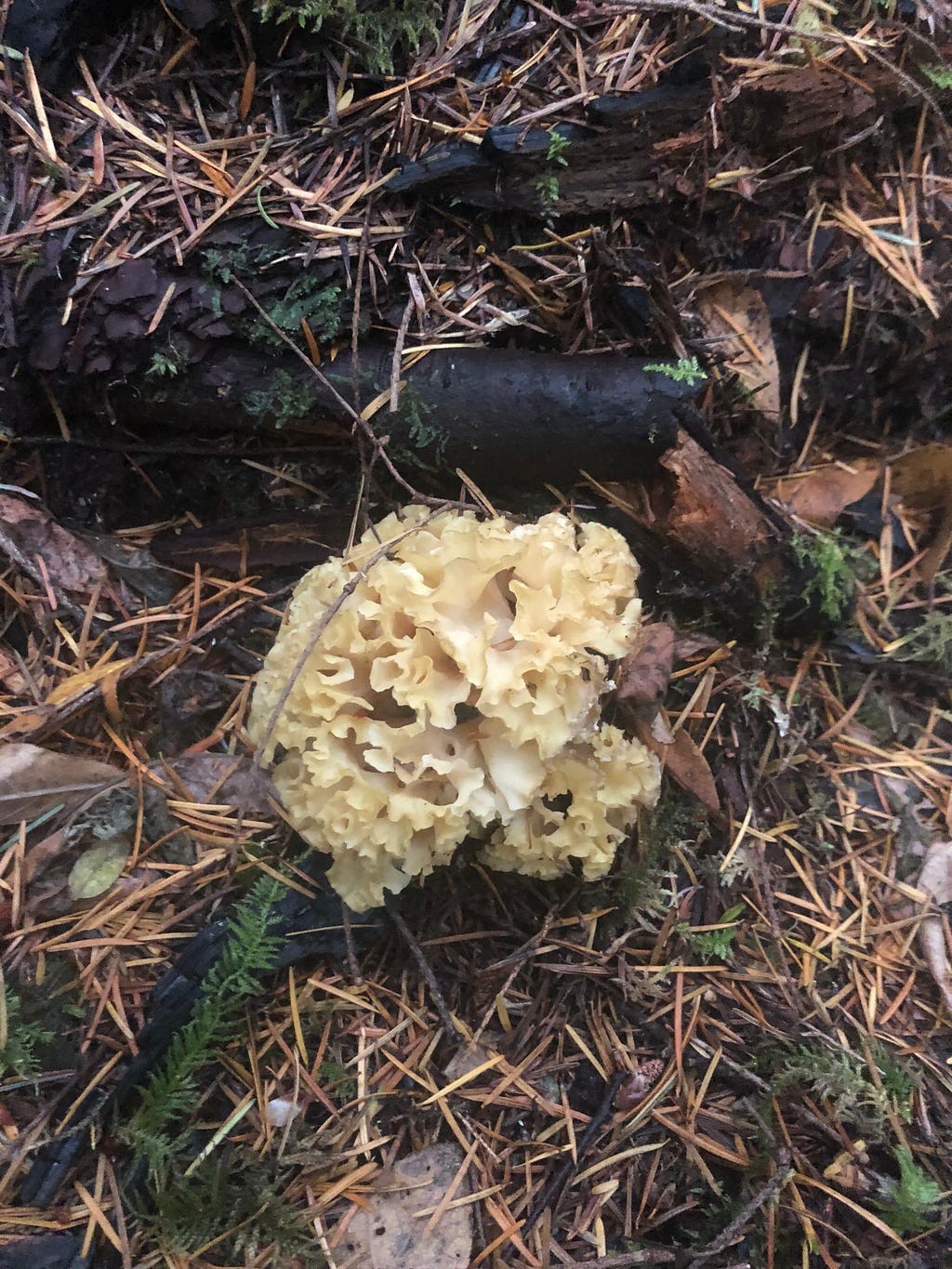 Forest floor with a large cauliflower mushroom in center.