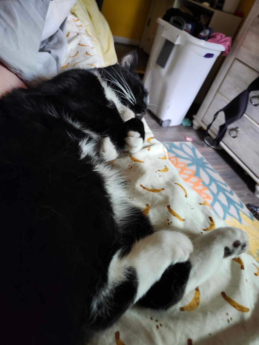Grandkitty Elvis, a tuxedo kitty, is sound asleep on his blankie