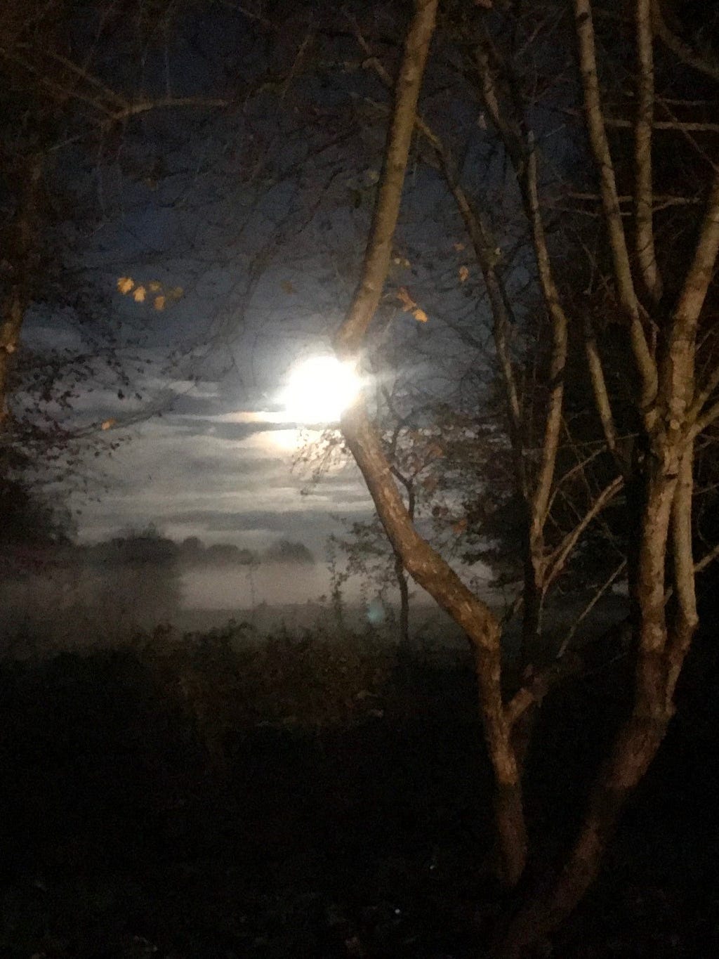 Moonlight moon by author — moon through the trees.