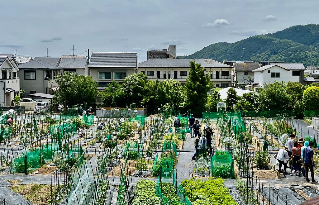 A 2nd-floor view of a communal vegetable farm with residential buildings and low mountains on the west side of the Kyoto basin.