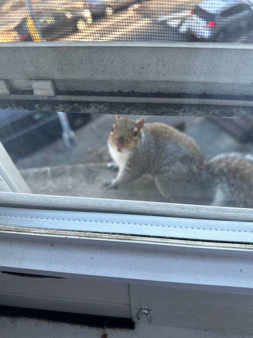 Squirrel saying hi to me from my outside window