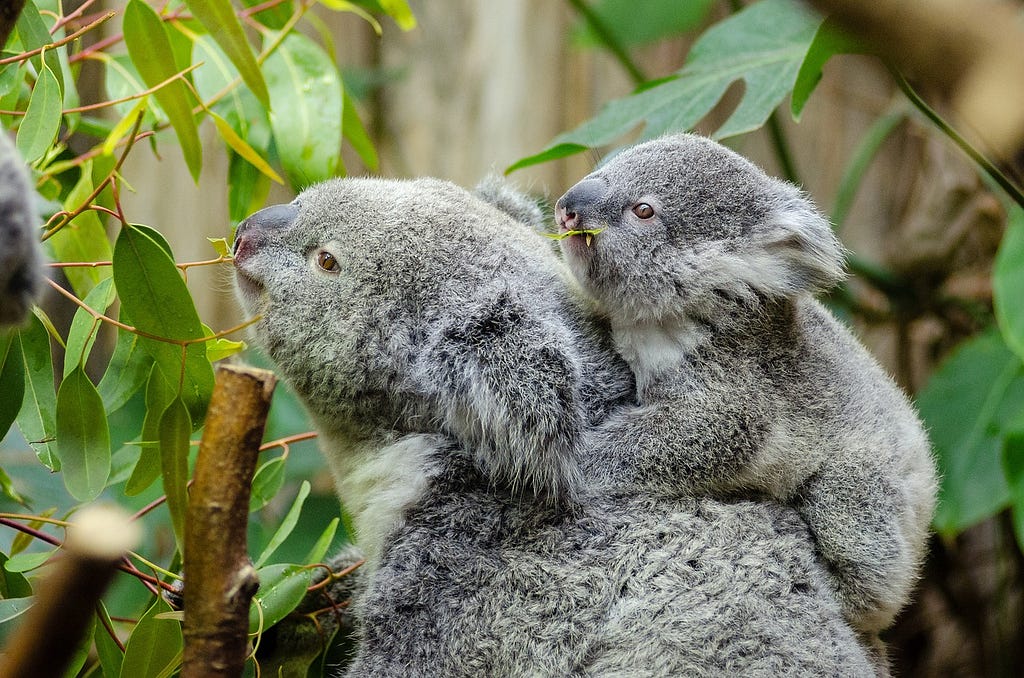 A mother koala with a baby koala on the mother’s back. They are on a branch, surrounded by leaves.