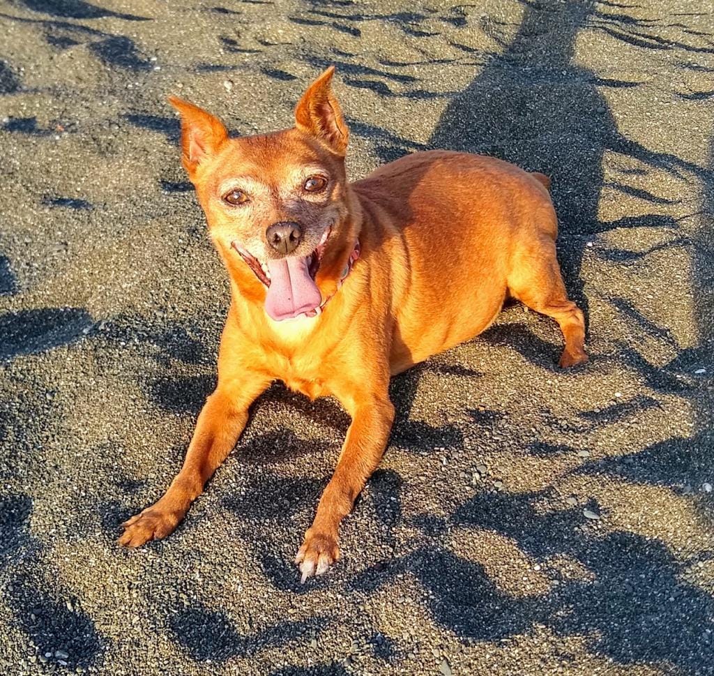 Happy dog lays on the black sand beach, right before sunset, in the golden hour.