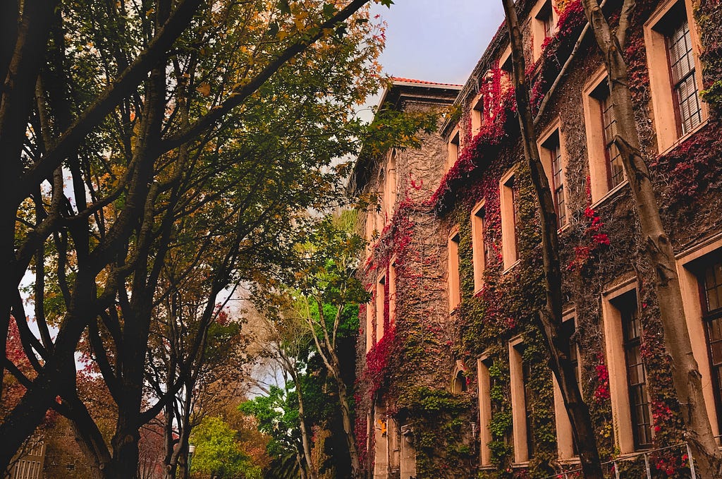 Old university building covered in ivy, most withered and some red.