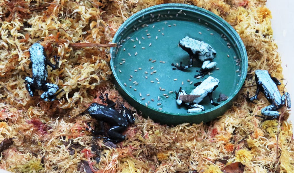 5 blue-backed frogs, 2 are in water bowl, 1 has little blue