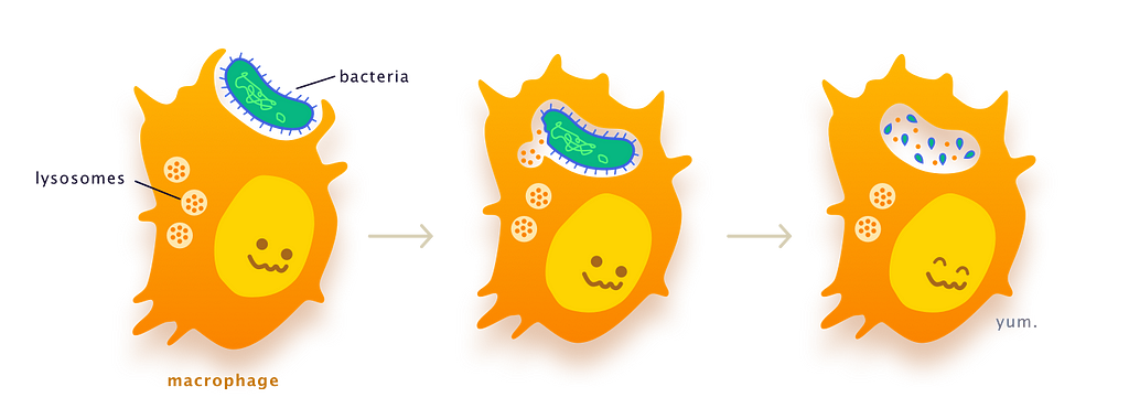 Macrophage engulfs a whole bacteria cell, fuses a lysosome with it, digesting the bacteria into small pieces. Yum.