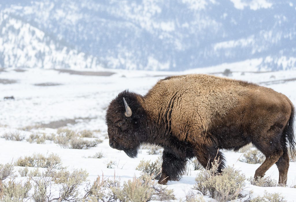A profile of a dark and light brown colored bison contrasts with snow covered grass and mountain. Snow falling.
