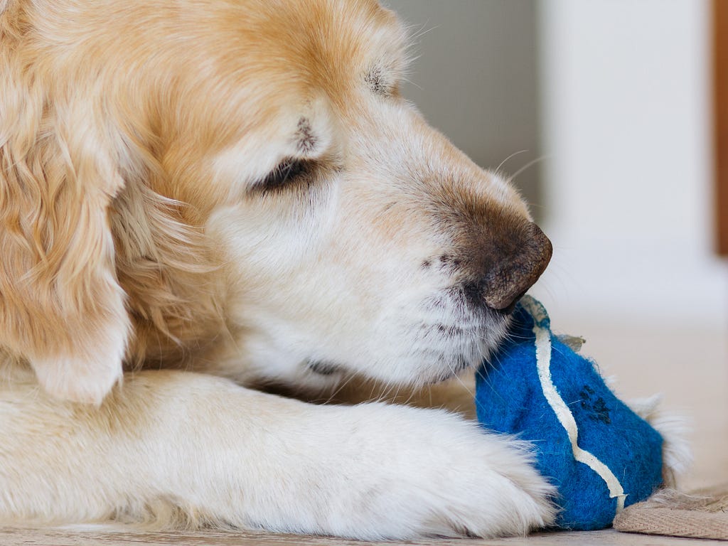 headshot of old golden retriever chewing a blue tennis ball