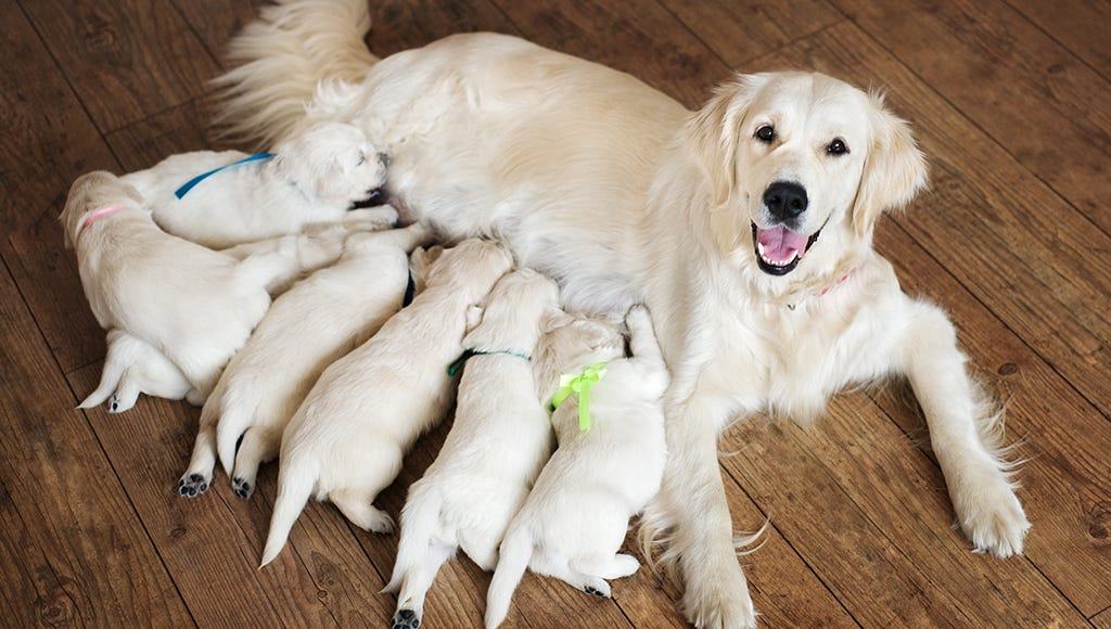 photo of dog nursing puppies