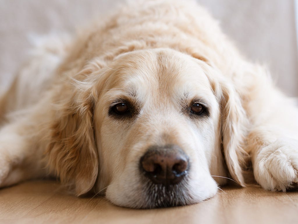 Close up head shot of golden retriever laying down on a wooden floor and looking directly into the camera