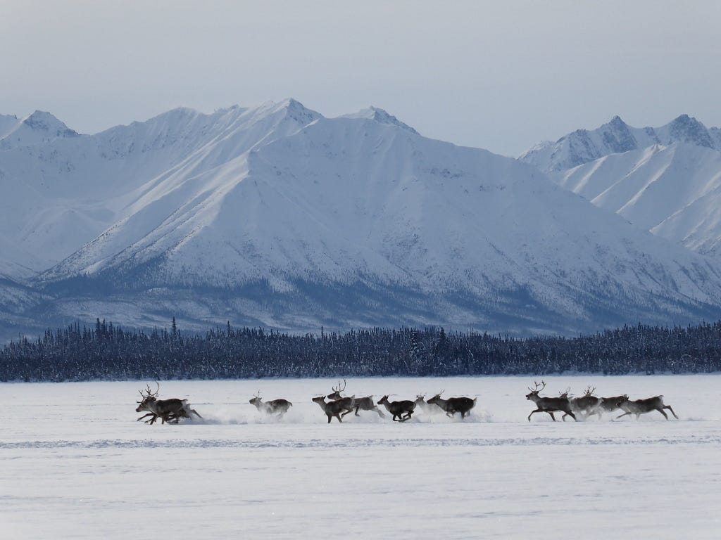 herd of caribou running on snowy landscape with mountains in background