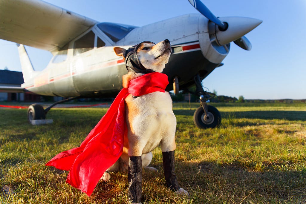 A dog wearing aviation gear posing in front of a GA aircraft.