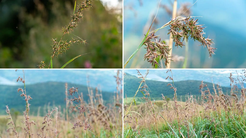 Citronella Grass images at NaturePicStock