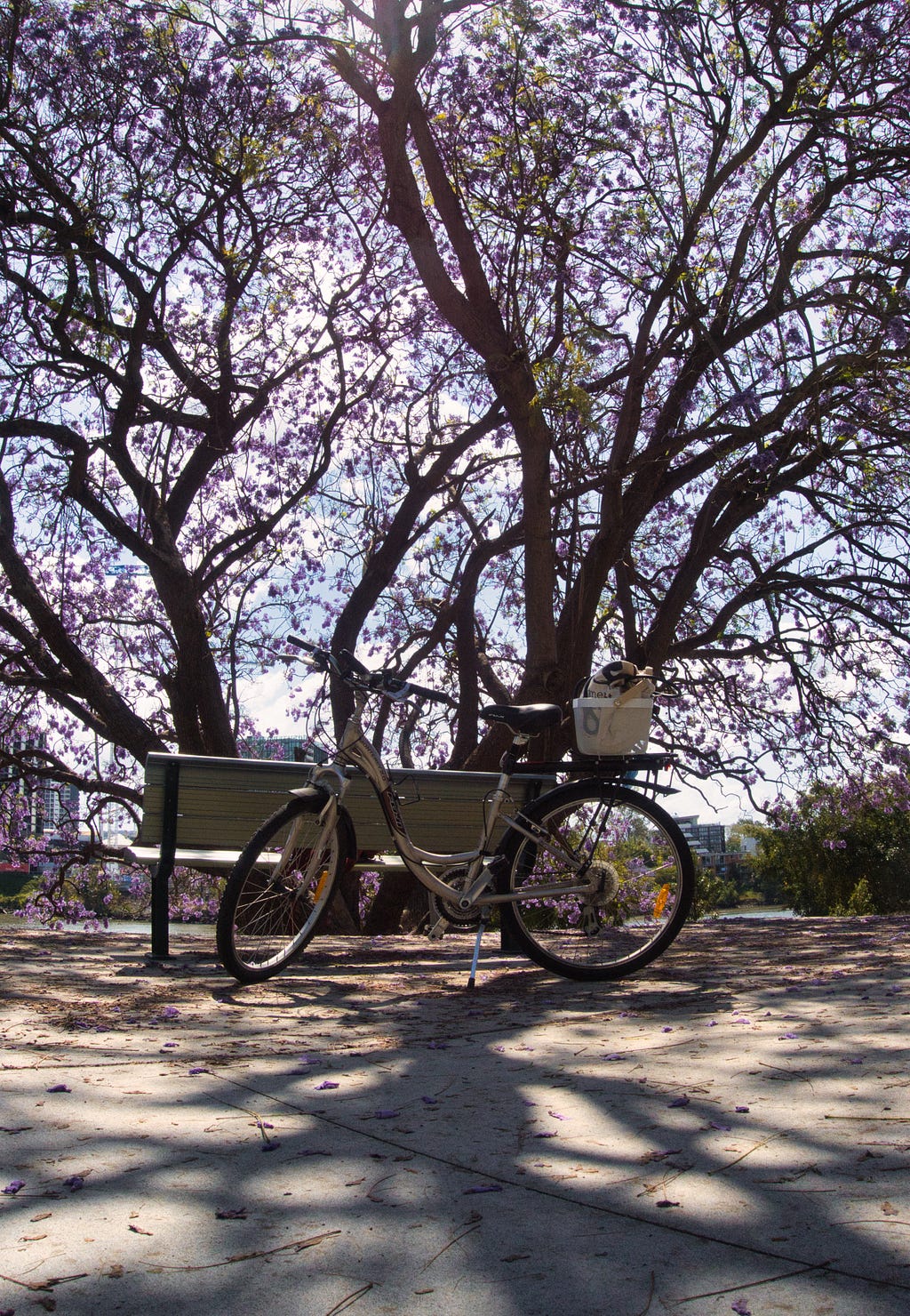 A silver-painted comfort-style lowered-top-tube bike with a white basket on the back in front of a silver metal bench (the back of the bench facing to the bike). The background has multiple branches of a jacaranda tree filling the whole frame, casting a shadow on the bike, with a light blue sky and some clouds next to a river.