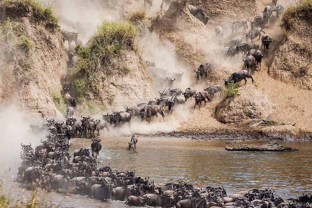 Kenya Wildebeest Migration Safari and Discovery Journeys