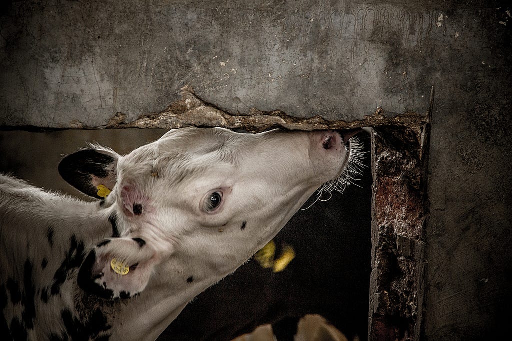 A calf suckles at the concrete wall that divides the stalls at a dairy farm in Chile. She is almost old enough to be inseminated for the first time. Chile, 2012. Gabriela Penela / We Animals Media