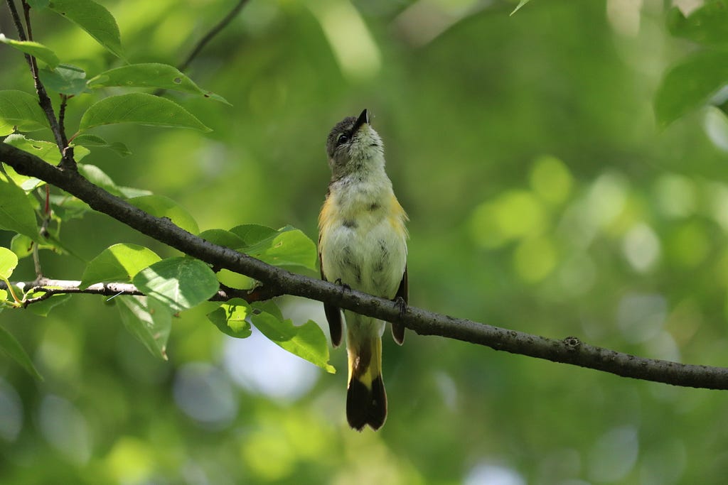 American Redstart looking super scary