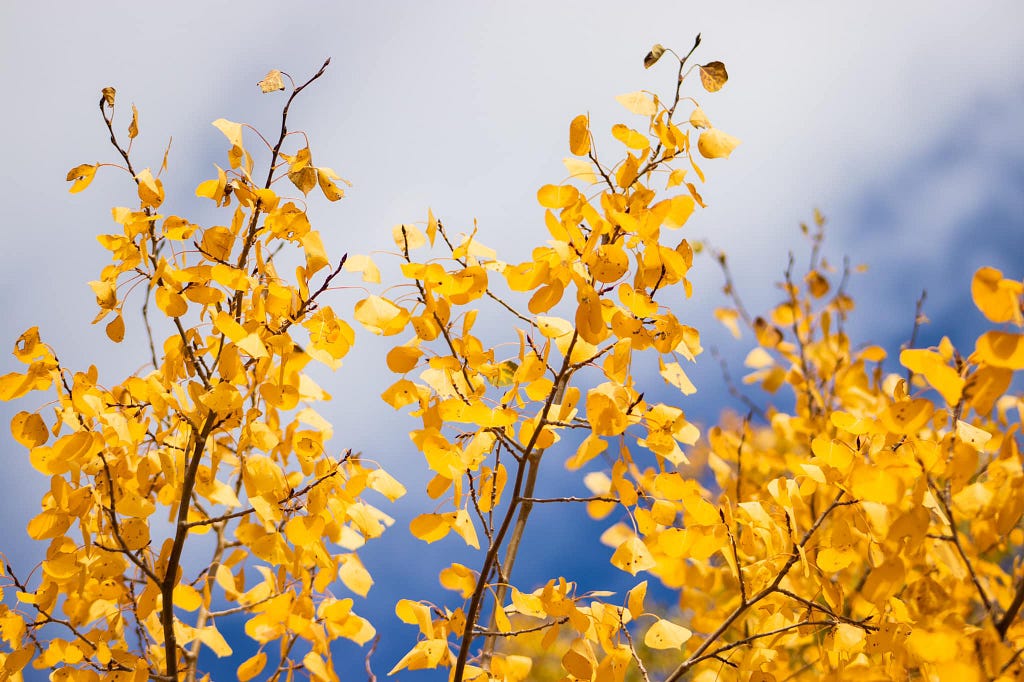 Golden aspen leaves