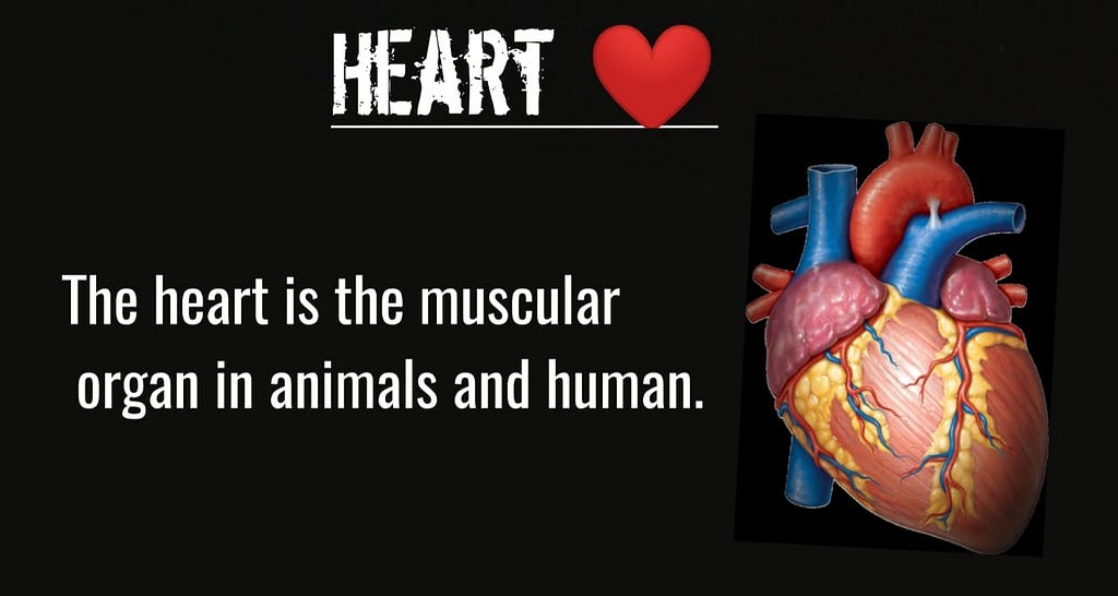 Human Heart