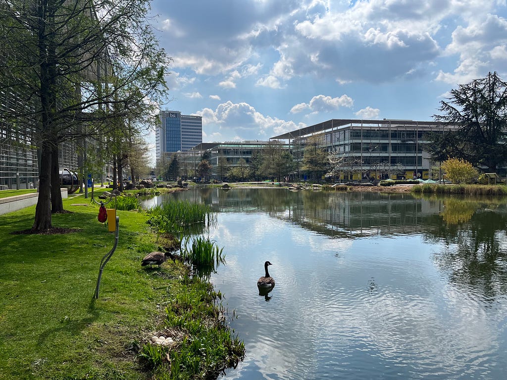 A Canada goose swims in a small lake surrounded by office buildings.