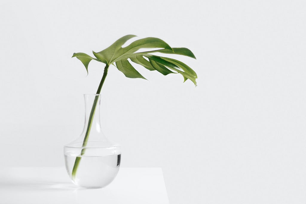A plant in a glass vase filed with water