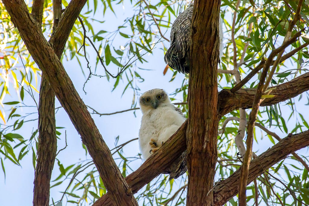 A baby powerful owl sitting on a tree branch looking down at the camera.